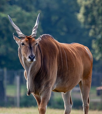common eland, taurotragus oryx, antelope, eland, east africa, south africa, deer, savannah, safari, buck, nature