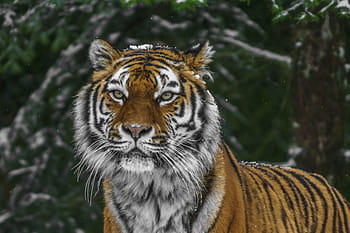 fotografování nakloněných objektivů, tygr, během dne, zvíře, divoký, dravec, šelmy, zoo, divoké zvíře, volně žijících živočichů, Příroda