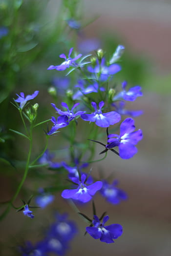 lobelia, jednoleté, zahrada, květiny, rostliny, pěstování květin, letní, závěsný koš, modrý