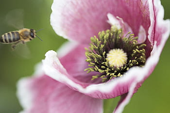 ape, primavera, fiore, polline, natura, all'aperto, biologico, naturale, Ali, giardino, fresco
