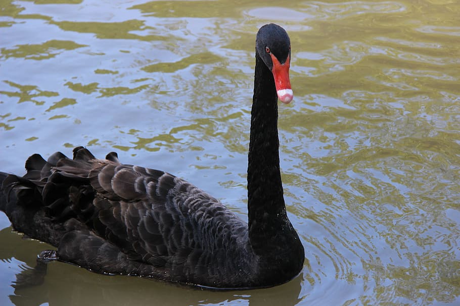 black swan, mauritius, park, lake, animal