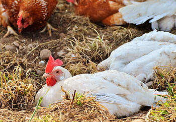 bianca, Gallo, foto di messa a fuoco, pollo, gallina, pollame, pennate, gamma, azienda agricola, uovo, agricoltura