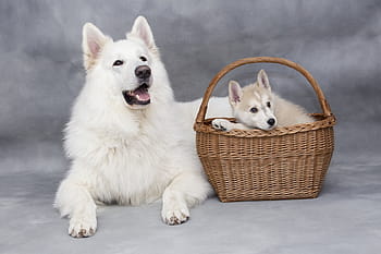 white, siberian, husky, puppy, basket, cute, sweet, dog, animals, doggy, pet