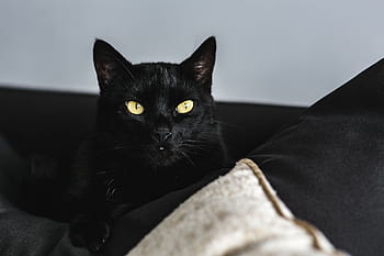 猫の肖像画、 猫、 肖像画、 ペット、 動物、 家畜猫、 かわいい、 探している、 毛皮、 快適、 動物のテーマ