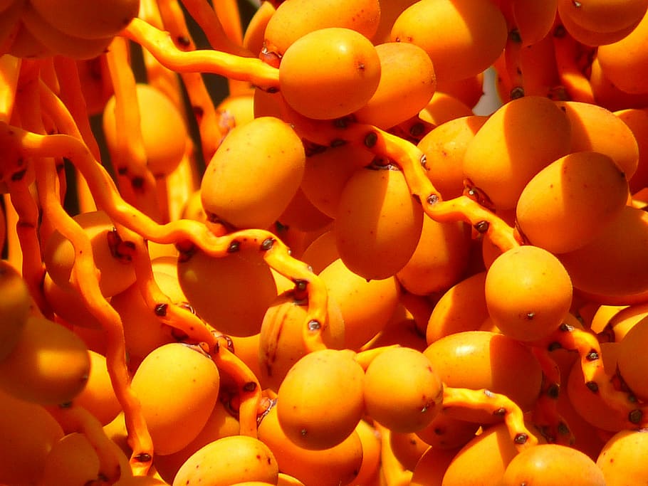 Termíny, dlaň, datlovník, ovoce, žlutá, oranžový