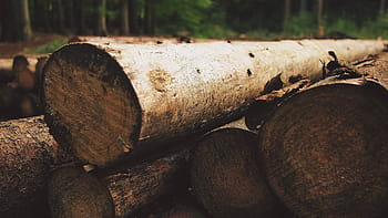 selective, pile logs, pile, logs, black, brown, gray, green, trees, wood, lumber Industry