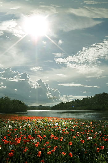 red, white, poppy flower field, river, woods, clouds, blue, skies, daytime, field, flower