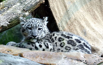 Černá, šedá, leopard, sedící, kámen, levhart sněžný, irbis, dítě, mladý, dravec, skvrny