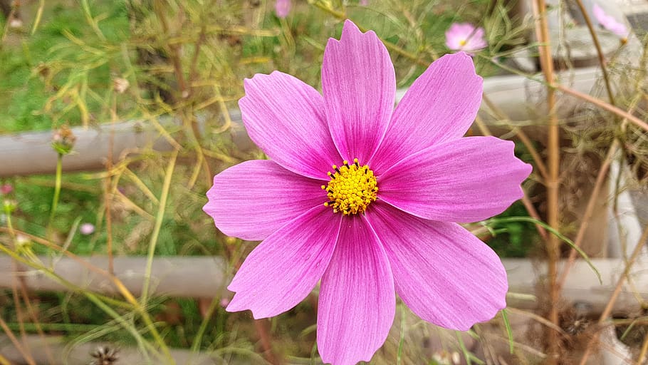 cosmos, flowers, nature, cosmos flower