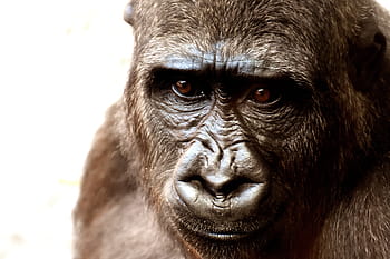 foto di gorilla, gorilla, scimmia, animale, zoo, peloso, onnivoro, fotografia naturalistica, ritratto, tierpark hellabrunn, Monaco