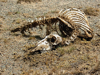 field, carcass, skeleton, animal, desert, nimal, dead, animal Skeleton, nature, animal Bone, wildlife