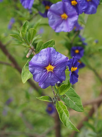 hořec, keř, květiny, fialová, fialová, keř keřů, nachový, fialový, žlutá, lycianthes rantonnetii, solanum rantonnetii, lycianthes