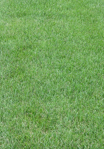 zelená tráva, tráva, trávník, yard, trávník, tráva, zelená, zelená barva, pozadí, pole, Příroda, celý rám