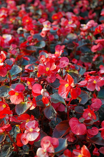 아이스 베고니아, 꽃들, 빨간, 플로라, 바이올린, 베 고니아 semperflorens cultorum, 베 고니 아 semperflorens 하이브리드, 신의 눈, 베고니아 잎 식물, 수과, 오쿠 미메 베고니아