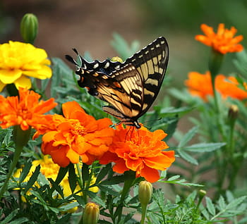 hnědý, Černá, fotografování motýlů, otakárek, motýl, papilio machaon, hmyz, květiny, měsíčky