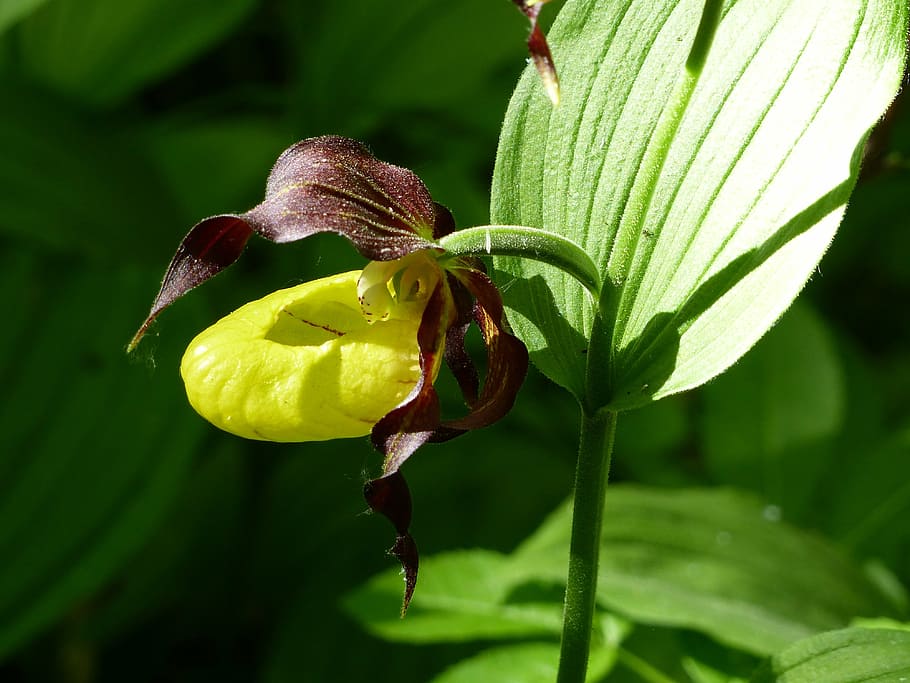 guckosko, flower, colors, nature, leaf, orchide