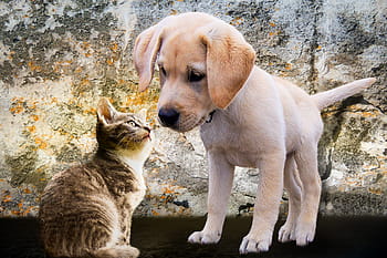 žlutá, labrador retriever štěně, zvířat, Pes, kočka, štěně, mladý, hravý, zvědavost, hrát si, milovat