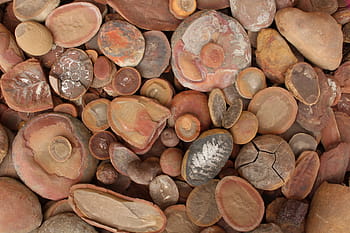 fossielen, rotsen, monotone inhoud, mazon kreek, concretions, cirkels, oude, prehistorisch, palaeontologie, evolutie, Versteend