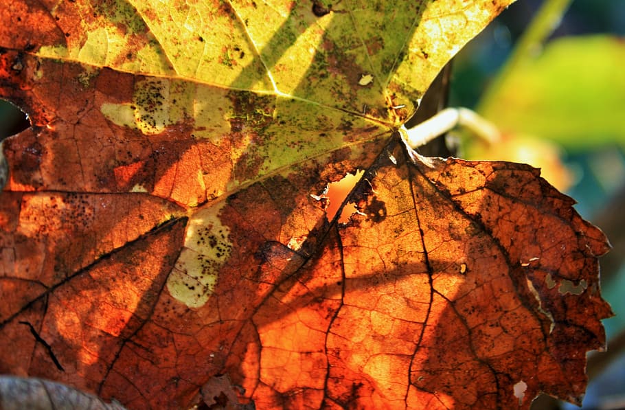 russet leaf, leaf, vine, grape, old, dry, brown, rust, yellow, decay, autumn