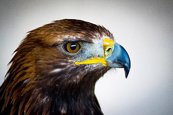braun, Gelb, Falke, Steinadler, Raubvogel, Schottland, Adler, Gefieder, Porträt, Falknerei, aquila
