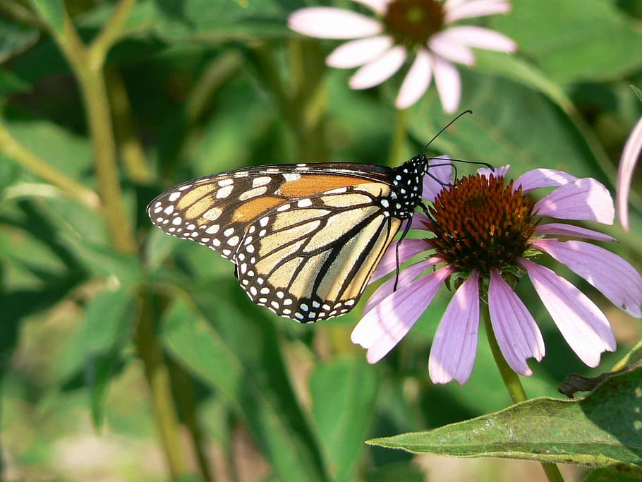 farfalla monarca, coneflower, danaus plexippus, insetto, fiore, fioritura, fiorire, pianta, colorato, floreale