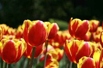 tulip, flower, macro, petals, nature, garden, closeup, easter, spring, bloom, blossom