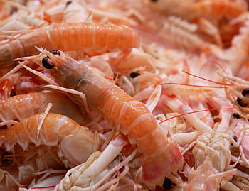 krevety, krevety, plody moře, jídlo, moře, krevety, scampi, trh, rybí trh, jídlo a pití, svěžest, korýš