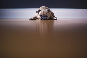 adult fawn pug, laying, brown, wooden, surface, fawn, pug, dog, floor, pet, animals