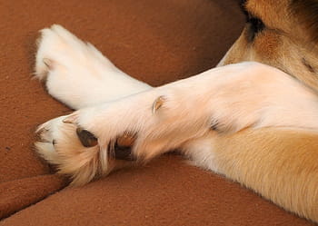 dog paw, paw, dog, claw, pet claws, fur, animal paws, close, pets, animal, cute