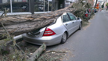 tree fall, top, car, fallen tree, auto, forward, tornado, damage, insurance, road, attention