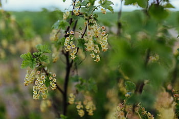 primer plano, verde, hojas, árboles, rama, primeros planos