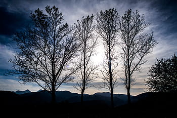kahle Bäume, Foto, kahl, Bäume, Berg, Hochland, Baum, Pflanze, Natur, Landschaft, dunkel