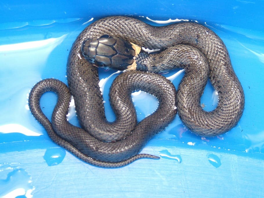 snake, nature, reptile, wildlife, coiled snake, snake scales, blue background, animal photography, snake head, snake body, natural habitat