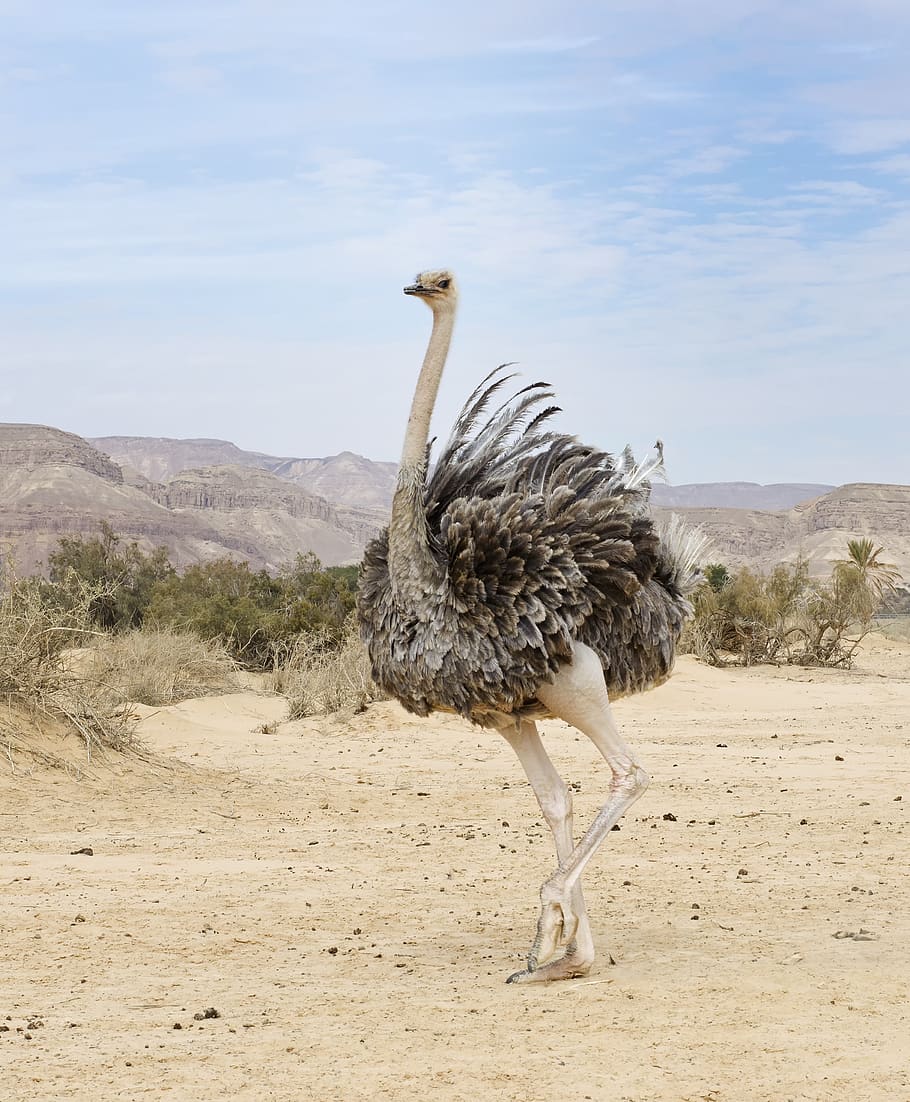 ostrich, desert, feathers ruffled, nature, bird, flightless, walking, ornithology, landscape, desert dweller, negev