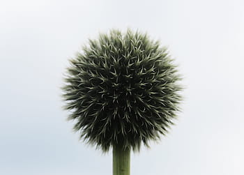 yeşil, siyah, allium çiçek, yakın çekim fotoğrafçılık, kapat, fotoğrafçılık, çiçek, tomurcuk, top, kapatmak, insansız