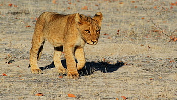 lion cub, lion, etosha, namibia, africa, safari