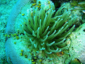 anemona, caribbean, san andres, underwater, sea, reef, animal, nature, wildlife, blue
