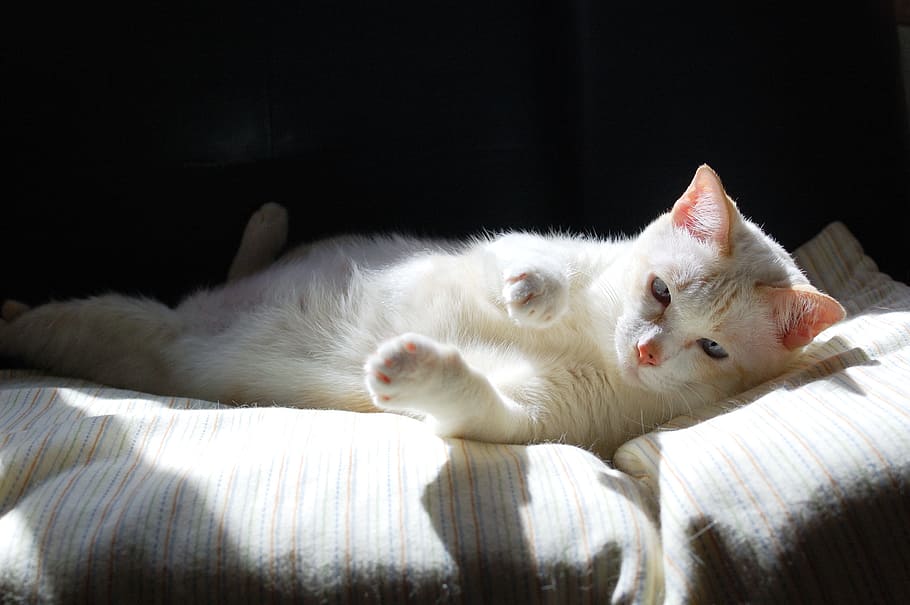 white, cat, lying, cushion, fund, pets, thailand, cute, play, funny, in a lie