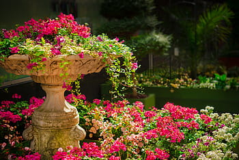 rosa, bianca, campo di fiori di cluster, natura, giardino, fiore, pianta, fiorire, fioritura, estate, verde