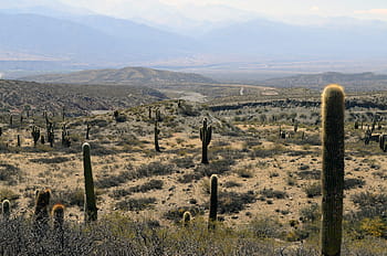 verde, campo dei cactus, giorno, deserto, cactus, paesaggio, Arizona, arido, montagne, asciutto, sud-ovest