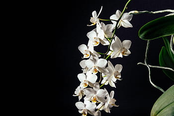 alb, flori de flori, înflorit, timpul zilei, petală, întuneric, floare, orhidee, natură, Fundal negru, studio shot