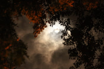low, angle photography, orange, petaled flowers, full, moon, low angle, photography, flowers, full moon, fall