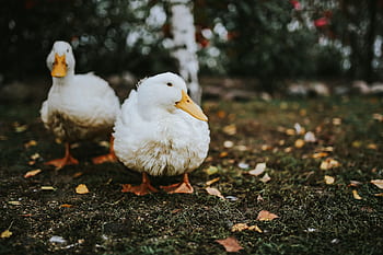 rumput, burung, daun, bebek, putih