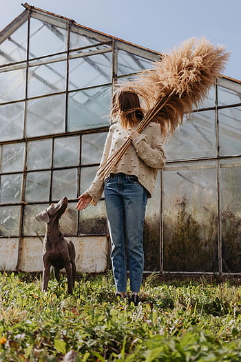 grama dos pampas, pampas, grama, natureza, seco, mulher, fêmea, cão, estufa, outono, Polônia