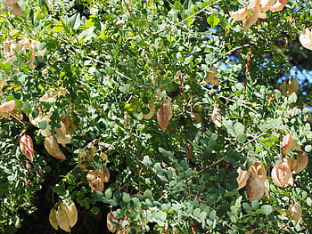 yellow bubble shrub, bush, colutea arborescens, fabaceae, faboideae, legume, tree, fruits, rispig, blow, balloon
