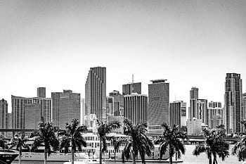 miami skyline miami, skyline, beach, palm, miami, florida, skyscraper, urban, usa, water, ocean