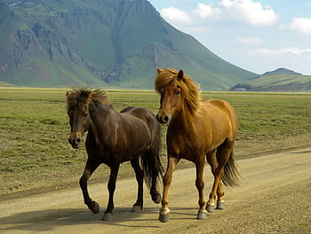 Černá, hnědý, koně, Island, landmannalaugar, kůň, zvíře, Příroda, savec, venku, hospodařit