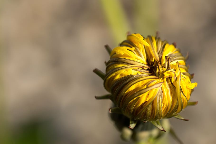 žlutá, chryzantéma bud, zavřít, fotografie, pampeliška, oranžový, květiny, květ, rostlina, makro, jaro