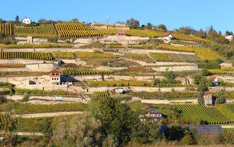 saale unstrut, vineyards, wine, landscape, terraces vineyard, vines, unstrut, saxony-anhalt, germany, wine region, winemaker