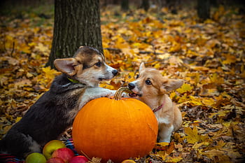 웨일스 어 corgi pembroke, 코기, 개, 강아지, 착한 애, 동물, 귀엽다, 개의, 홀딱 반할 만한, 유래, 친구